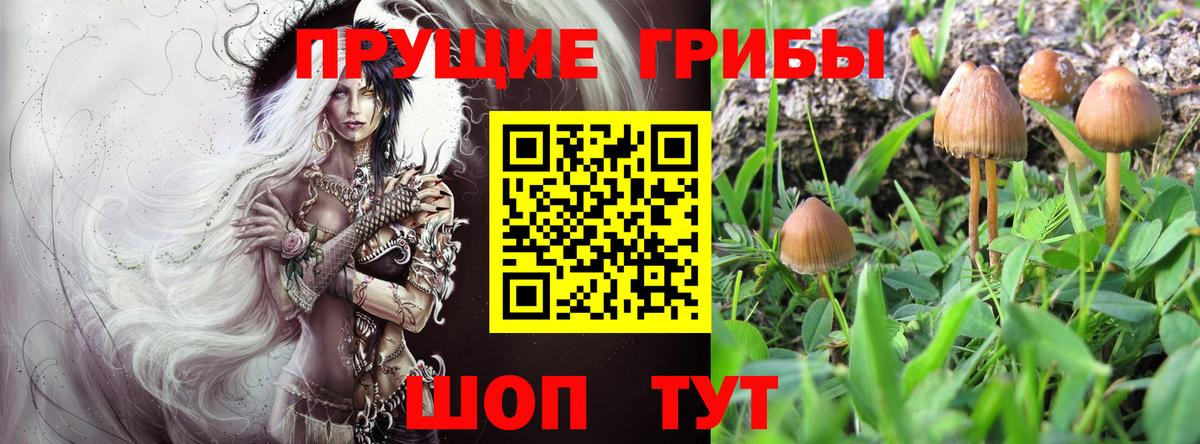 Алейск  Псилоцибиновые грибы Psilocybe  Вход с VPN 